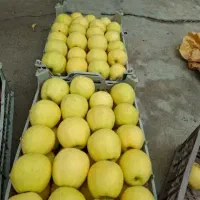 سیب سوپرلوکس