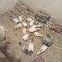 کبوتر کله دار