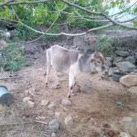 گستر دورگه جنس ناب