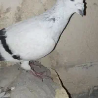 کبوتر نر وحشی دورگ|پرنده|سراوان, |دیوار