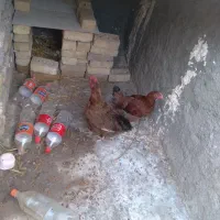 مرغ|حیوانات مزرعه|رشتخوار, |دیوار