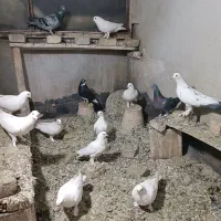 یک لانه کبوتر یکجا