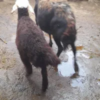 میش وبره|حیوانات مزرعه|اشترینان, |دیوار