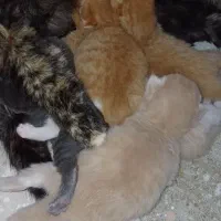 گربه پرشین|گربه|گرگان, |دیوار