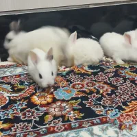 بچه خرگوشهای خانگی