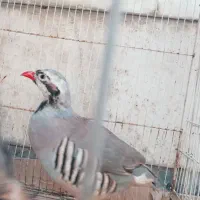 بلدرچین کوهی ،مرغ خروس عروس جوجه عروس هلندی|حیوانات مزرعه|مشهد, فاطمیه|دیوار