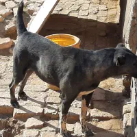 2عدد سگ نرو ماده 6ماه برای نگهبانی و گله|سگ|قم, شاه ابراهیم|دیوار
