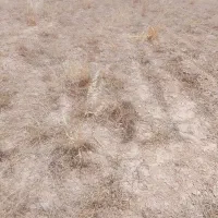خرید و فروش پیاز زعفران بصورت نقدی