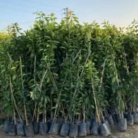 انواع  مرکبات