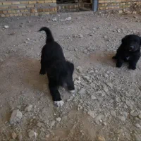سگ نژاد دار|سگ|بروجرد, |دیوار