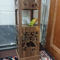 کوتوله سرحال و سالم