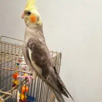 عروس هلندی سه ماه و نیم (آهویی) نر