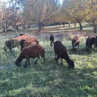 گوسفند بره قزل|حیوانات مزرعه|نظر کهریزی, |دیوار