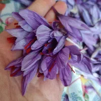 زعفران احمد اباد