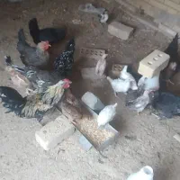مرغ گلین اصل پر خال سوزنی