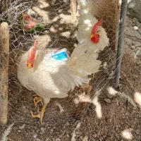 دو عدد خروس سالم و سرحال