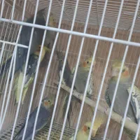 طوطی عروس|پرنده|سبزوار, توحیدشهر|دیوار