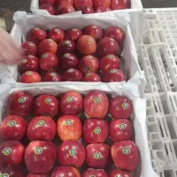 سیب سردخانه