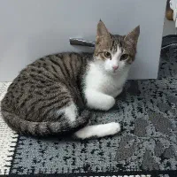 واگذاری گربه