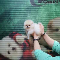 سگ پامرانین|سگ|تهران, شهرک مخابرات|دیوار