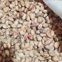 پسته کوهی خندون پسته جنگلی خندون پسته وحشی خندون|خوردنی و آشامیدنی|رضویه, |دیوار