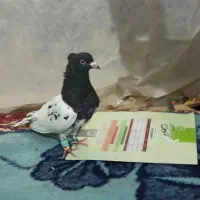 کبوتر فروشی کله سیاه تیزه آخر|پرنده|شیروان (خراسان), |دیوار