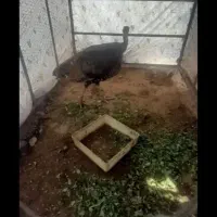 بوقلمون ۳تا معاوضه با اره برقی