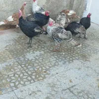 بوقلمون|حیوانات مزرعه|چرداول, |دیوار