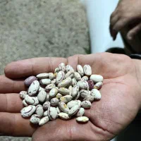 لوبیا چیتی