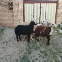 بره قوچ افشاری.قوچ.گوسفند.میش