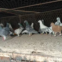 کفتر پلاکی|پرنده|شیراز, رکن‌آباد|دیوار