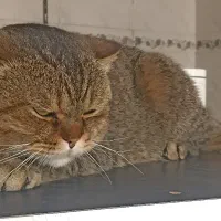 گربه اسکاتیش