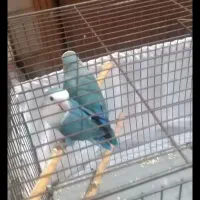 طوطی برزیلی