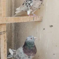 ابلغ سرول