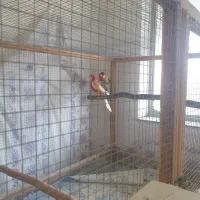 قفس بزرگ پرندگان|لوازم جانبی حیوانات|ساری, |دیوار