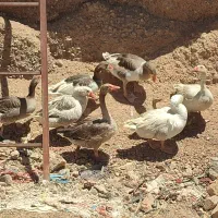 غاز|حیوانات مزرعه|شهرضا, |دیوار