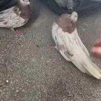 سور هفت رنگ کشیده بلند