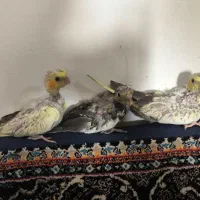 جوجه عروس هلندی|پرنده|مشهد, شهید شهریاری|دیوار