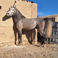 نریون ترکی 4 تا 5 سال