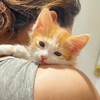 بچه گربه های زیبا