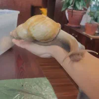 حلزون