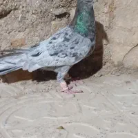 کفتر سرور