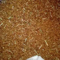 بذر یونجه اصل محلی