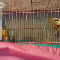 قناری|پرنده|اراک, |دیوار