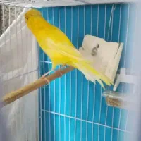 قناری طلایی نر