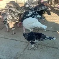 فروش بوقلمون|پرنده|تربت جام, مطهری|دیوار