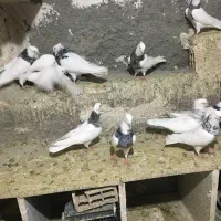 طوقی عالی|پرنده|رباط‌کریم, شترخوار|دیوار