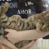 این گربه پیدا شده