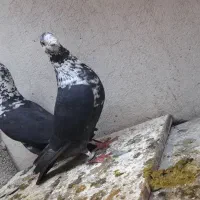 کشکی المانی