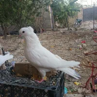 کبوتر سفید کاکلی